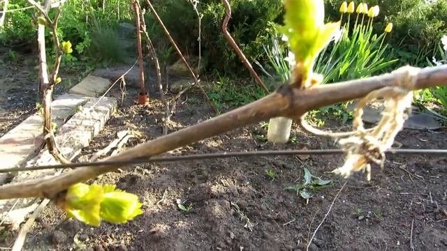 Апрельский приморозок 2017 - ( виноград)