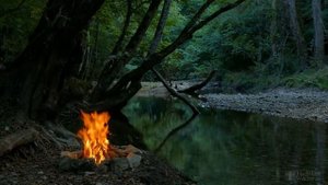 Почему желтеют листья у гибискуса комнатного?
