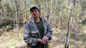 Папоротник страусиный - обзор в лесу 23 мая 2021 г.