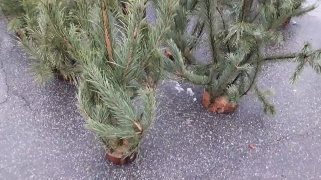 Всех с праздником / Ёлочный базар / Харьков Салтовка сегодня 19.12.2022г.