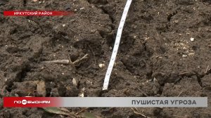 Рысь нападает на куриц и кошек в одном из садоводств Иркутского района