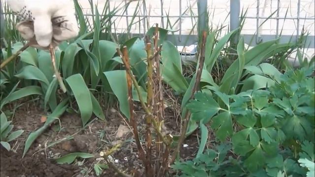 Красавицы Розы: посадка,обрезка роз. Уход за розой. смотреть онлайн