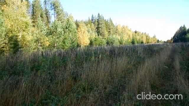 Кормим куницу. смотреть онлайн