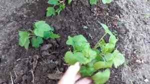 Как размножить чёрную смородину.