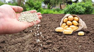 Раскидайте по картошке в июне это удобрение! Тонна с сотки это минимум! Чем подкормить картошку?