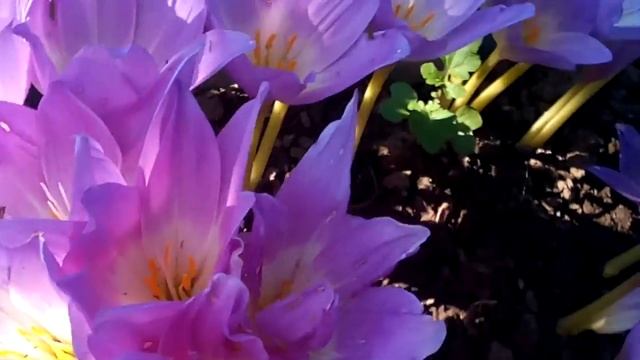 Безвременник в полном цвету В нашем осеннем огороде весеннее настроение смотреть онлайн