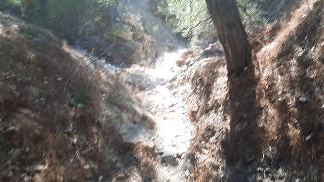 Знаменитая Анапская сосновка.