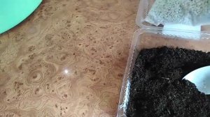 Черенок фиалки не дает деток. Переукоренение черенка.