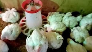 Быстрый рост бройлеров!!! Отличный способ!