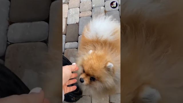 Funny and Cute Dog Pomeranian 😍🐶| Funny Puppy Videos || Mini Pomeranian Funny Cute Pomeranian Video смотреть онлайн