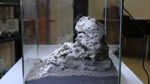 Запуск аквариума кубика 60л
