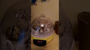 10-й день инкубации перепелиных яиц. Результат просвечивания яиц.в китайском инкубаторе на 7 яиц