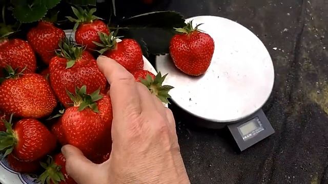 Суперсорт клубники ВЕРОНА в 2018 году смотреть онлайн