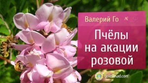 Пчелы на акации розовой!