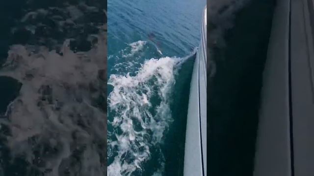 🐬Дельфины чёрного моря: белобочки #blacksea #dolphins #yacht #дельфины #Delphinus