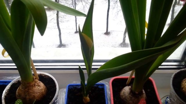 Как выбирать гиацинт в магазине смотреть онлайн