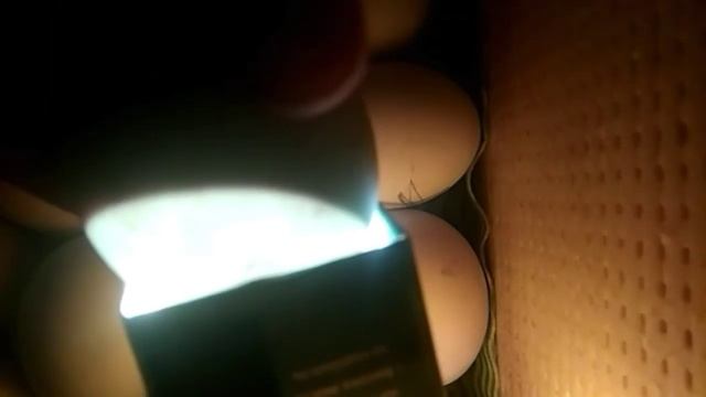 Инкубатор своими руками. Часть 4. Инкубация утиных яиц от яйца до птенца. Видео отчет.