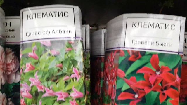 Розы, клематисы и др. саженцы в коробках , МЕГА, ЛЕРУА МЕРЛЕН, г.Ростов-на-Дону,25.02.21г.??? смотреть онлайн
