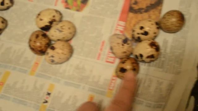 5 яиц! Перепелка с разбитой головой начала нестись в изоляторе