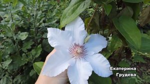 Клематис "Снежная Королева"