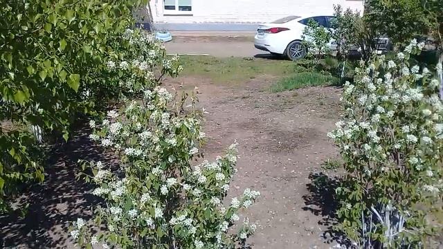 тернослив цветёт смотреть онлайн