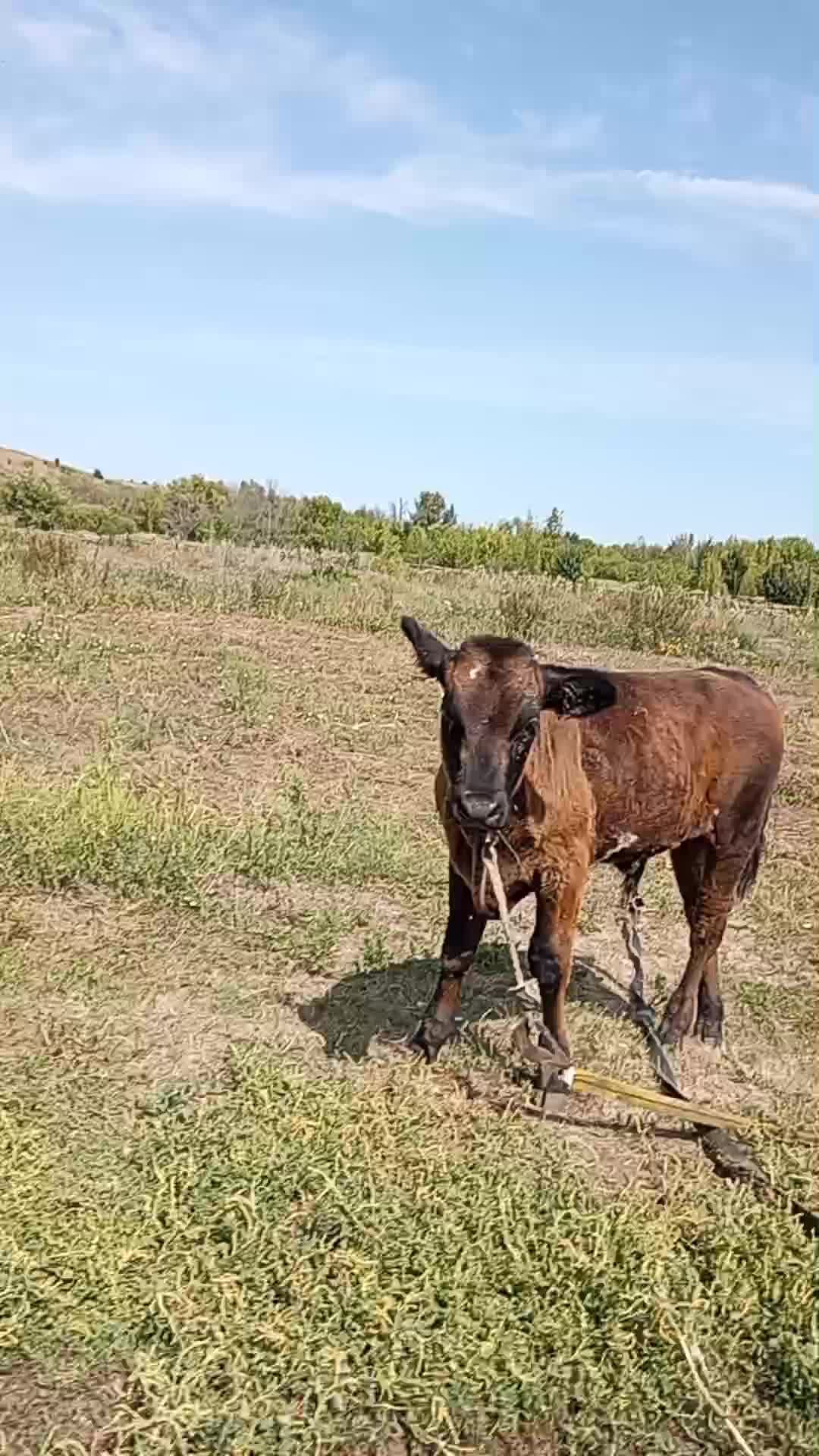 шеше