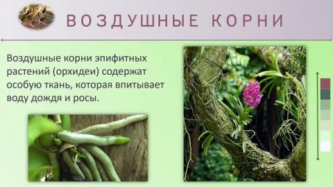 Видоизменения корней. Биология 6 класс.