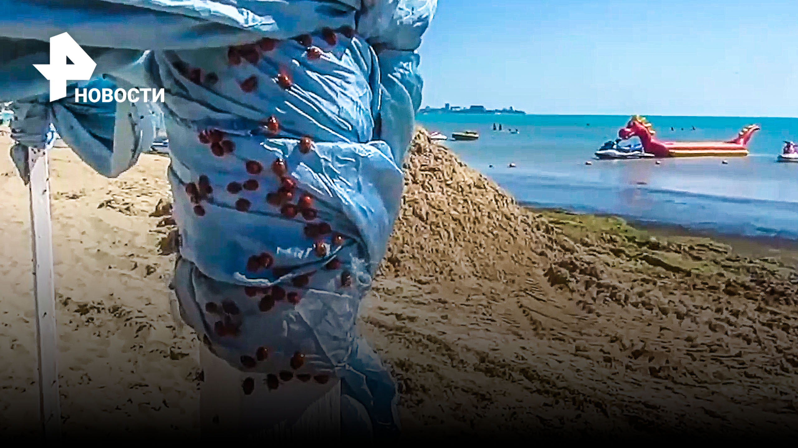 Нашествие божьих коровок на пляжах Анапы: насекомые повсюду / РЕН Новости