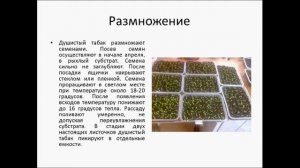 ДУШИСТЫЙ ТАБАК