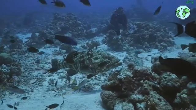 Смелые водолазы Акулы в Тихом океане и другие обитатели подводного мира! Красивая музыка смотреть онлайн