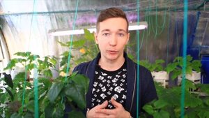 №21 Лечение растений. Часть 2: грибки и плесень