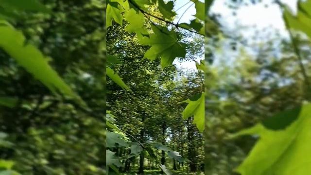 Тренировка мышления изобилия фокусируясь на изобилии природы.