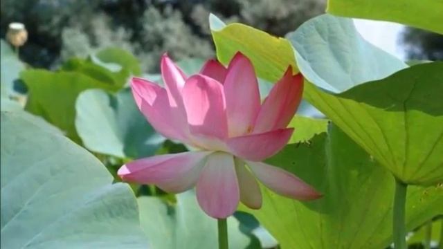 ЦВЕТОК ИЗИДЫ - ЛОТОС смотреть онлайн