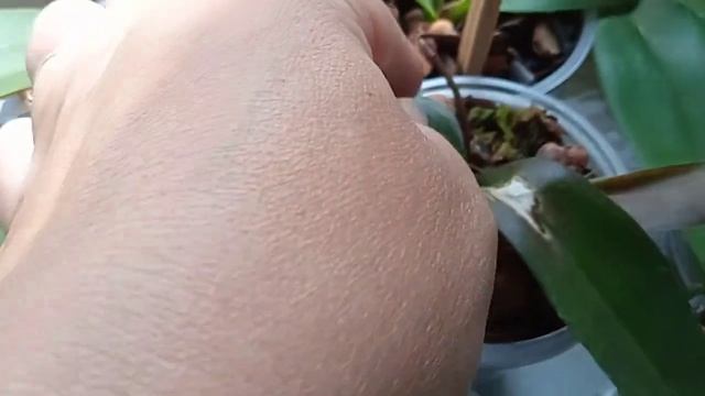 ?️?ОРХИДЕИ-СЮРПРИЗЫ????2023?? смотреть онлайн