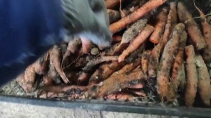 ОПЫТ: Как и ГДЕ ХРАНИТЬ МОРКОВКУ зимой. Как сохранить свою МОРКОВЬ до ВЕСНЫ