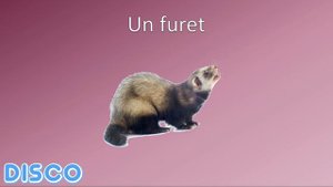 Les animaux domestiques