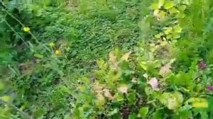 Дайкон Миноваси. Какие веса, какая урожайность? Сбор уражая.