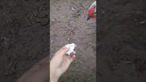 как я кормлю наших цыплят пенопластом