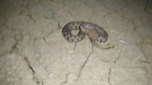 Маленькая Гюрза. Дагестан