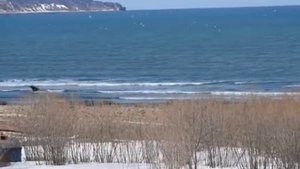 На Камчатке охота медведя на лося попала на видео
