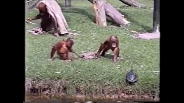 Орангутанги ловят черепаху {видео из 100500 - паучёк} смотреть онлайн