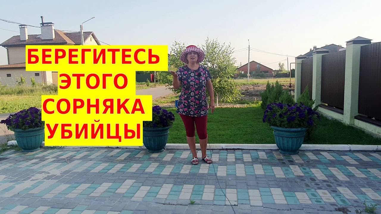 Опасный сорняк для растений и животных - повилика