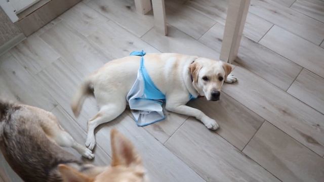 ТЕРРИ И СКАЙ ГОТОВЯТ ЗАВТРАК! ОБАЛДЕННАЯ ЯИЧНИЦА! Терри и Скай Шоу №1 смотреть онлайн