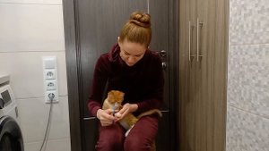 Как обрезать когти коту | когтерезка трикси
