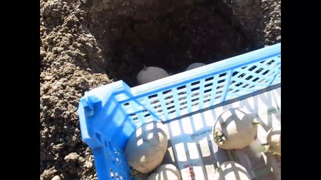 ВЫРАЩИВАНИЕ КАРТОФЕЛЯ от А до Я Посадка картофеля часть3