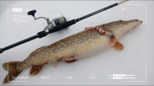 Как я пытался разловить Graphiteleader Vivo Nuovo 842M