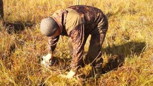 тестирование ковшиков всех видов для сбора клюквы