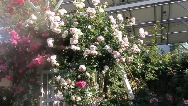 ПЛЕТИСТЫЕ РОЗЫ в моем саду. смотреть онлайн