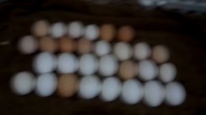 как определить домашнее куриные яйца