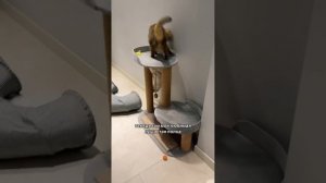 Пушистый влог Тиффани